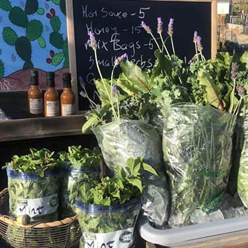 Plants ready to be sold